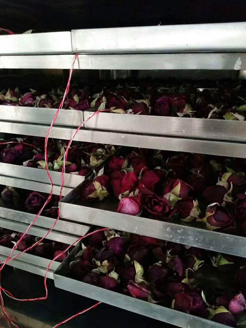 Dry rose 4
